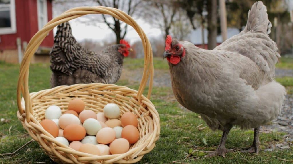 Bim Bili Bili Yumurta Fiyatları